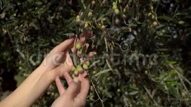 女人触摸橄榄枝，撕下一颗橄榄。 年轻的橄榄在橄榄树上成熟。 女人的手紧紧地
